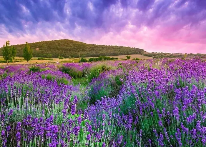 In - Balaton 51544 *